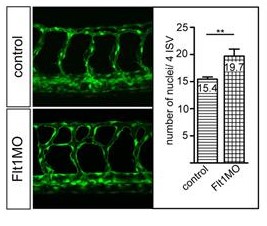 Quantification of endothelial cell numbers in four consecutive segmental vessel.jpg